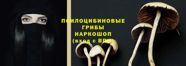 сатива Аркадак